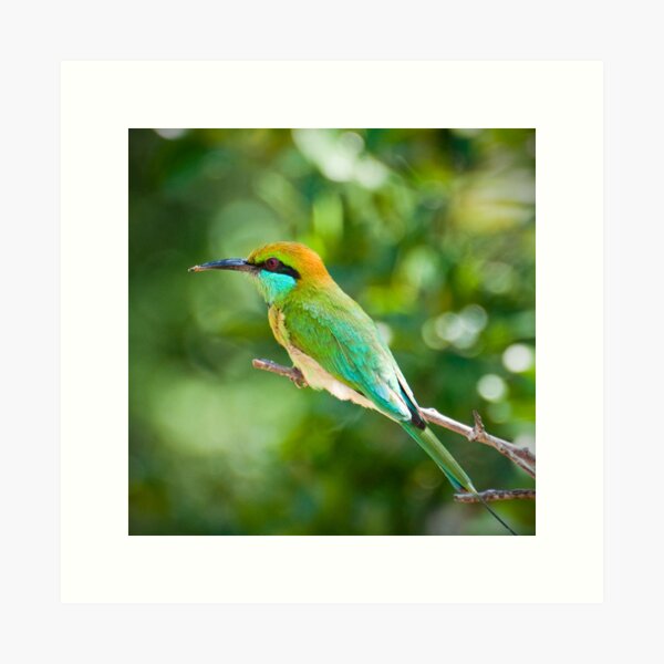 Green Bee-eater Art Print