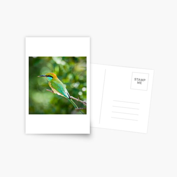 Green Bee-eater Postcard