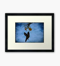Humming Bird. Framed Print