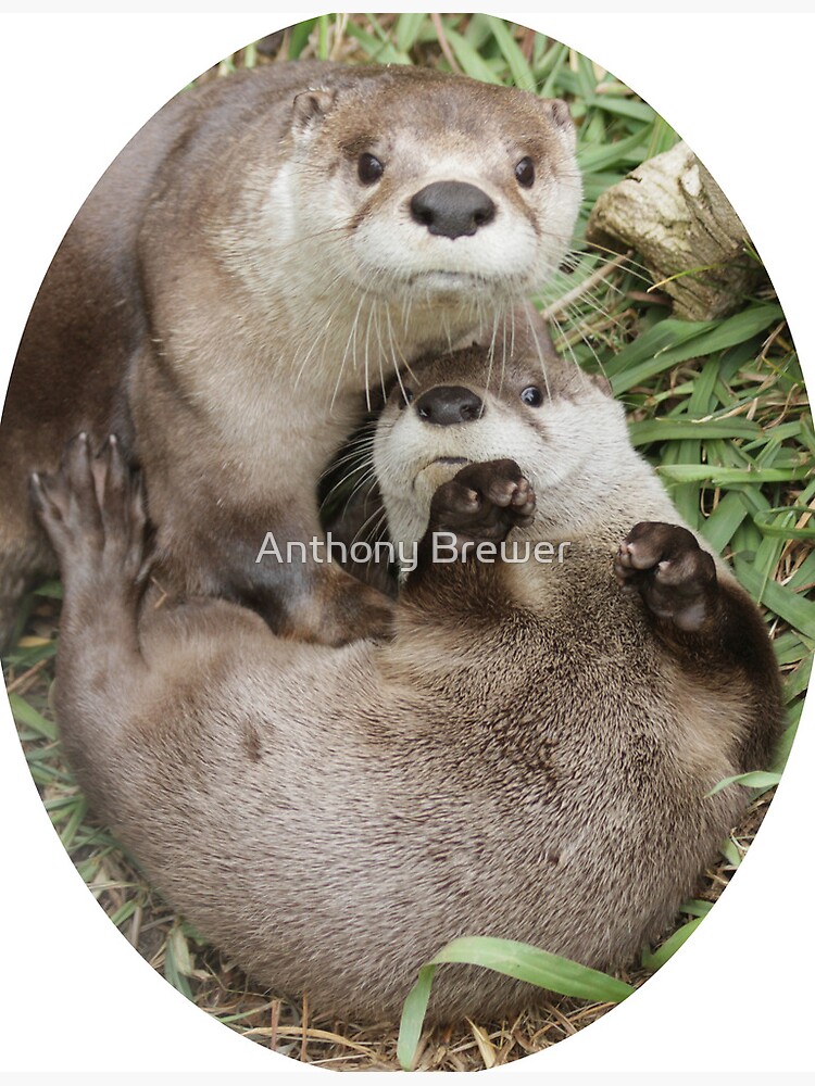 Giant river otter biting fish in river Throw Pillow