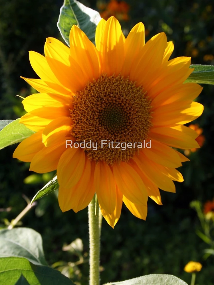 Thumbnail 5 of 5, iPhone Case, Sunflower designed and sold by Roddy Anderson.
