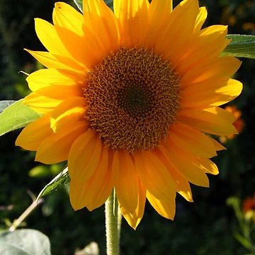 Artwork thumbnail, Sunflower by Roddy Anderson