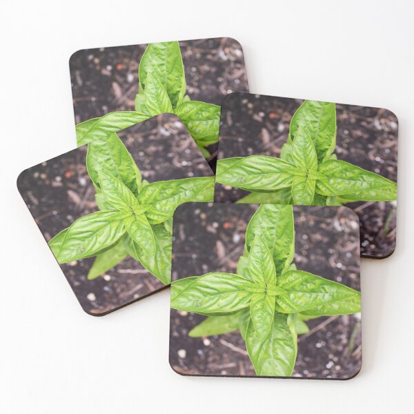 Item preview, Infinity Basil designed and sold by Nature's Reflections.
