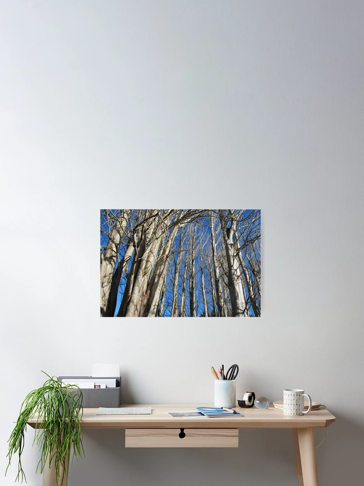 Thumbnail 2 of 3, Poster, Tree Line designed and sold by Randall Robinson.