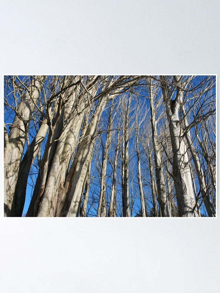 Thumbnail 1 of 3, Poster, Tree Line designed and sold by Randall Robinson.
