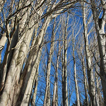 Artwork thumbnail, Tree Line by Randall Robinson