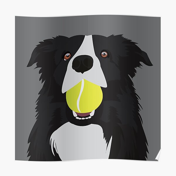 Border Collie with a Tennis Ball Poster