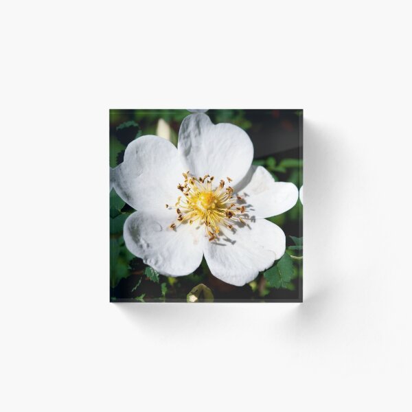Burnet rose flower Acrylic Block