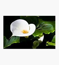 One Cala Lily Photographic Print