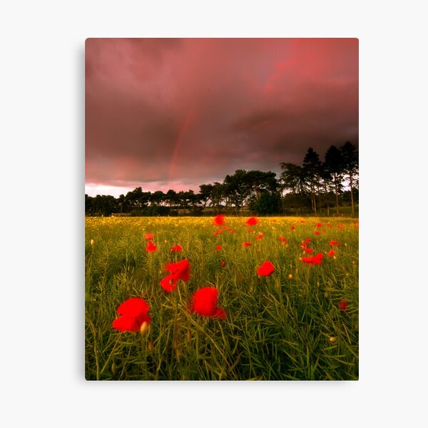 Cross Country Canvas Print