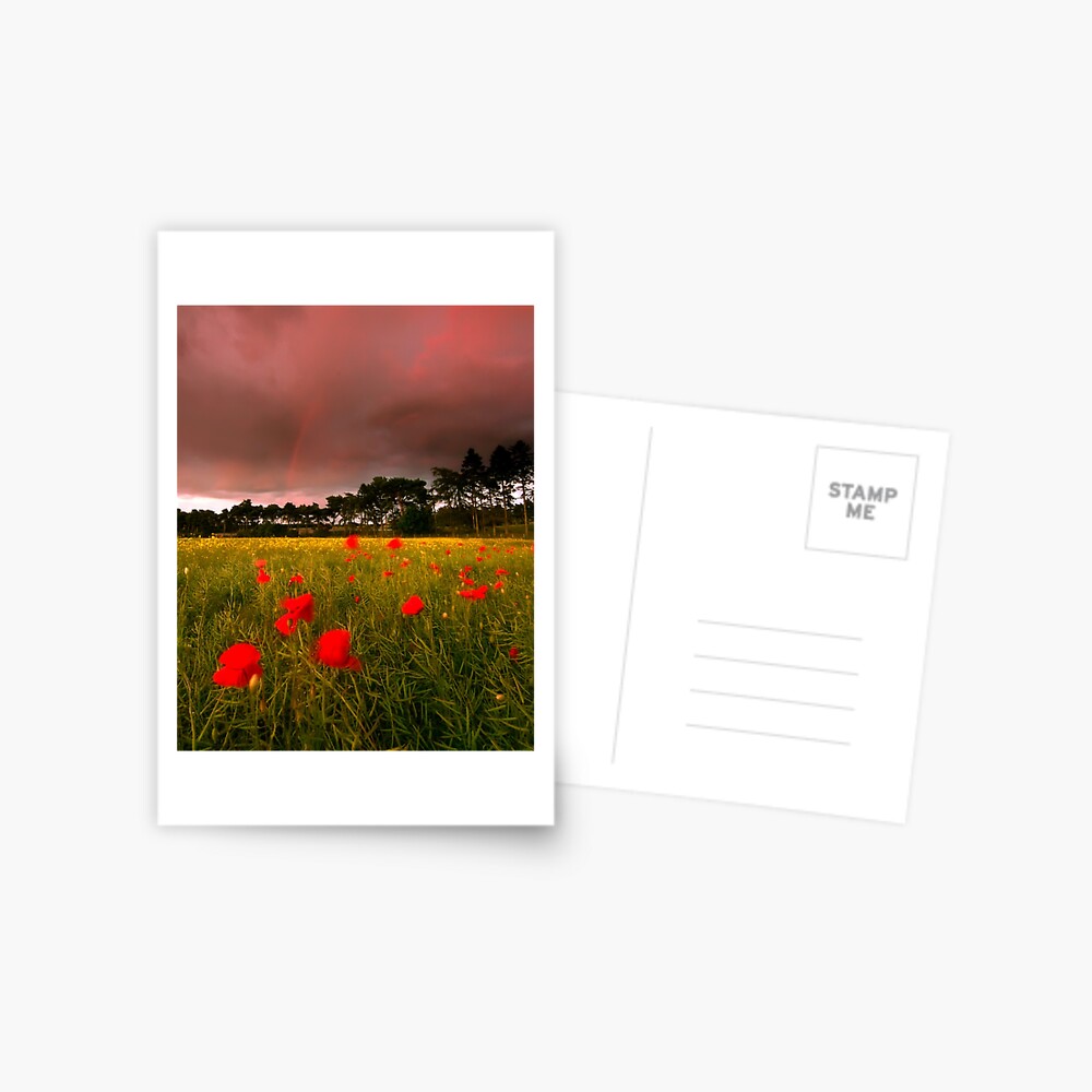 Item preview, Postcard designed and sold by tontoshorse.