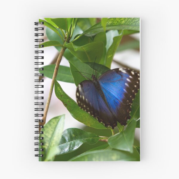 Item preview, Butterfly designed and sold by MarkAnderson09.
