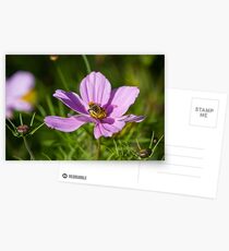 Nectar Postcards