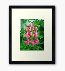 Pink Lupin Framed Print