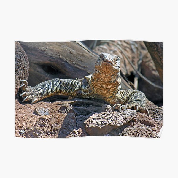 Monitor Lizard Poster