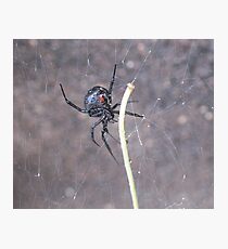 Busy Black Widow Photographic Print