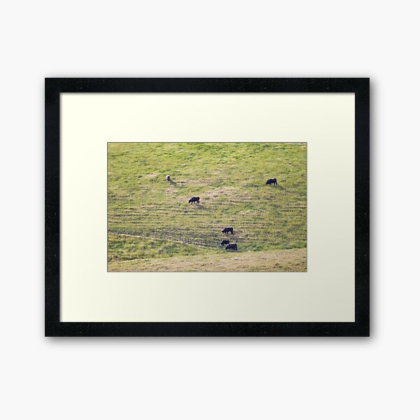 Item preview, Gippsland Cows designed and sold by Aaron  Kinzer.