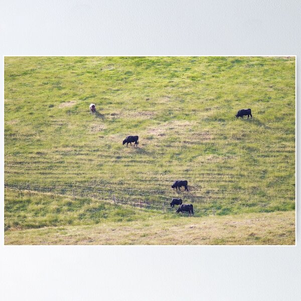 Item preview, Gippsland Cows designed and sold by Aaron  Kinzer.