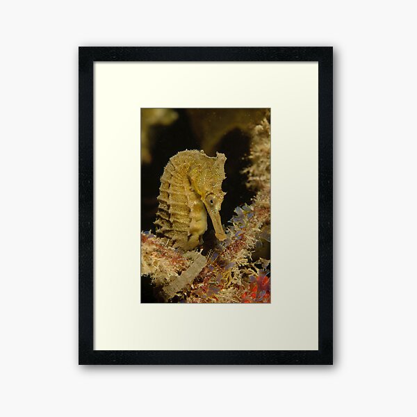 White's Seahorse - Hippocampus whitei Framed Art Print