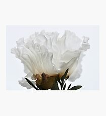 Paper White Photographic Print