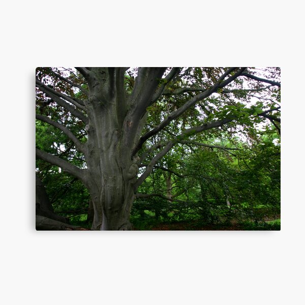 Item preview, Huge Old Beech Tree designed and sold by Brent McMurry.