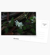 Woolly xanthosia, Xanthosia pilosa Postcards