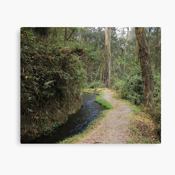 Item preview, Forest Path designed and sold by rhamm.