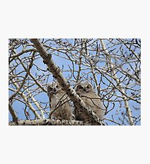 Pair of great horned owl chicks Photographic Print