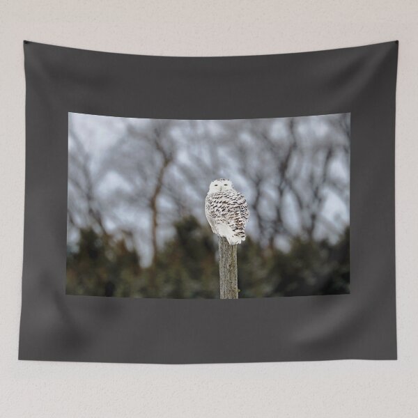 Item preview, Snowy Owl On Fence Post designed and sold by Deb Oppermann.