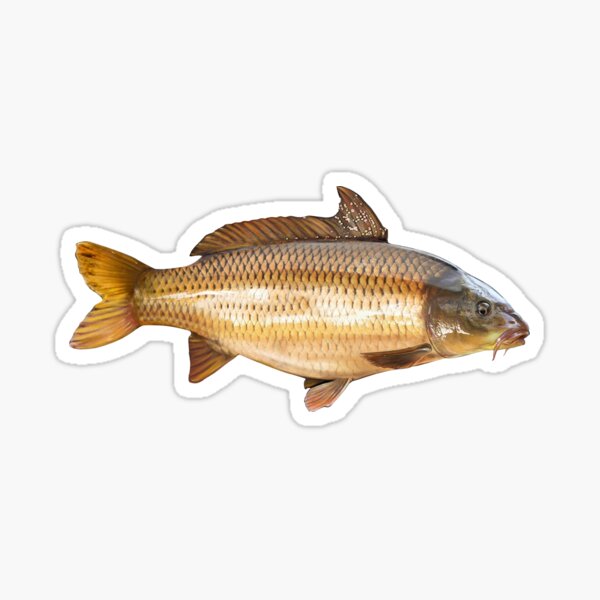 Item preview, Common Carp designed and sold by lureguru.