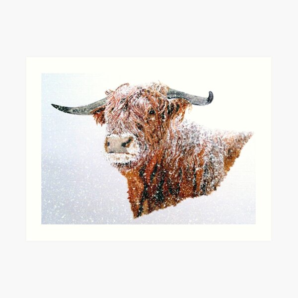 Snowy Highland Cow in Falling Snow Art Print