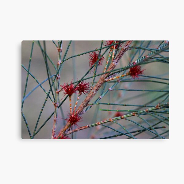 Item preview, Allocasuarina thalassoscopica designed and sold by andrachne.