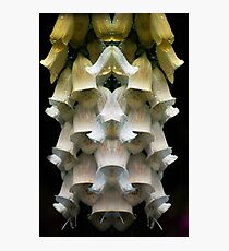 Jingle Jingle Jingle Photographic Print