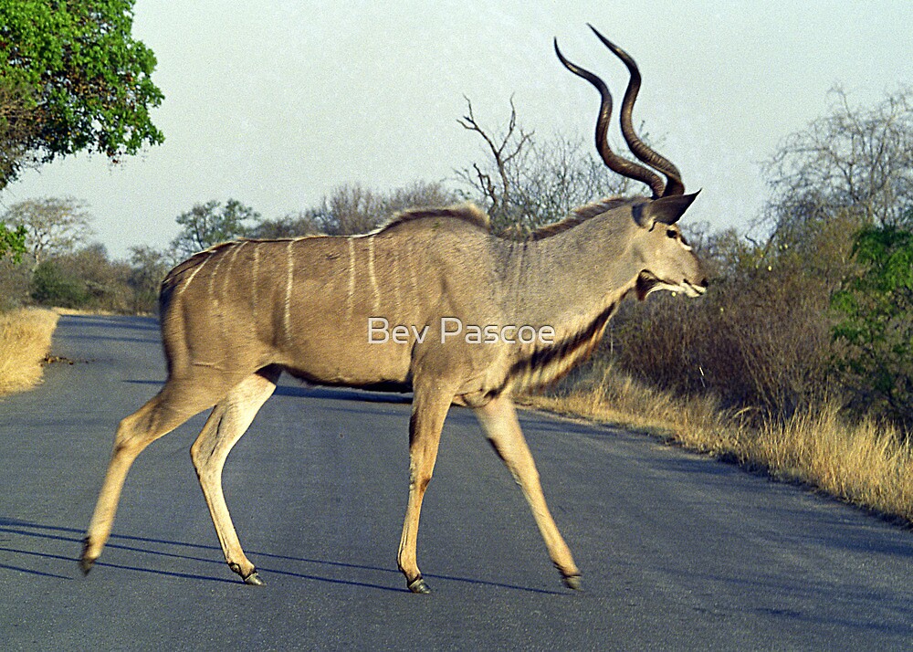 pina