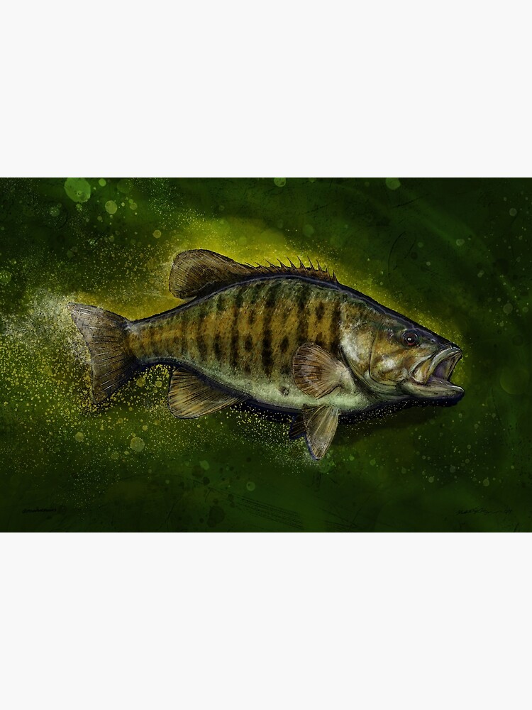 The Smallmouth Bass Framed Art Print for Sale by fishweardesigns