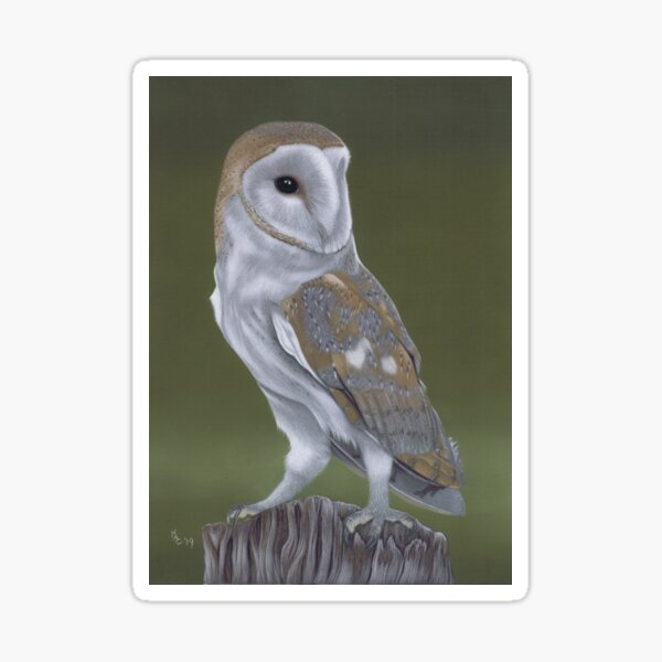 Barn Owl bird Sticker