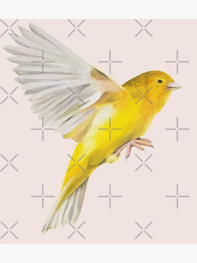 てぃんくる　版画　YELLOW CANARY アールビバン てぃんくる 版画 YELLOW CANARY アールビバン