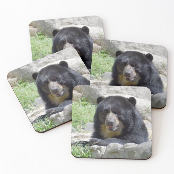 Item preview, Andean Bear at the National Zoo designed and sold by Zoo and Nature Photography by Karie.
