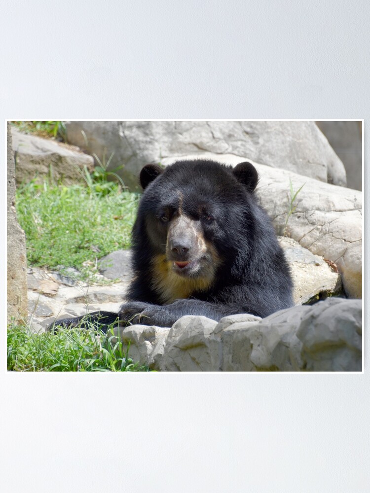 Andean bear  Smithsonian's National Zoo