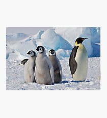 Snow Hill Island Emperor Penguin Rookery Photographic Print