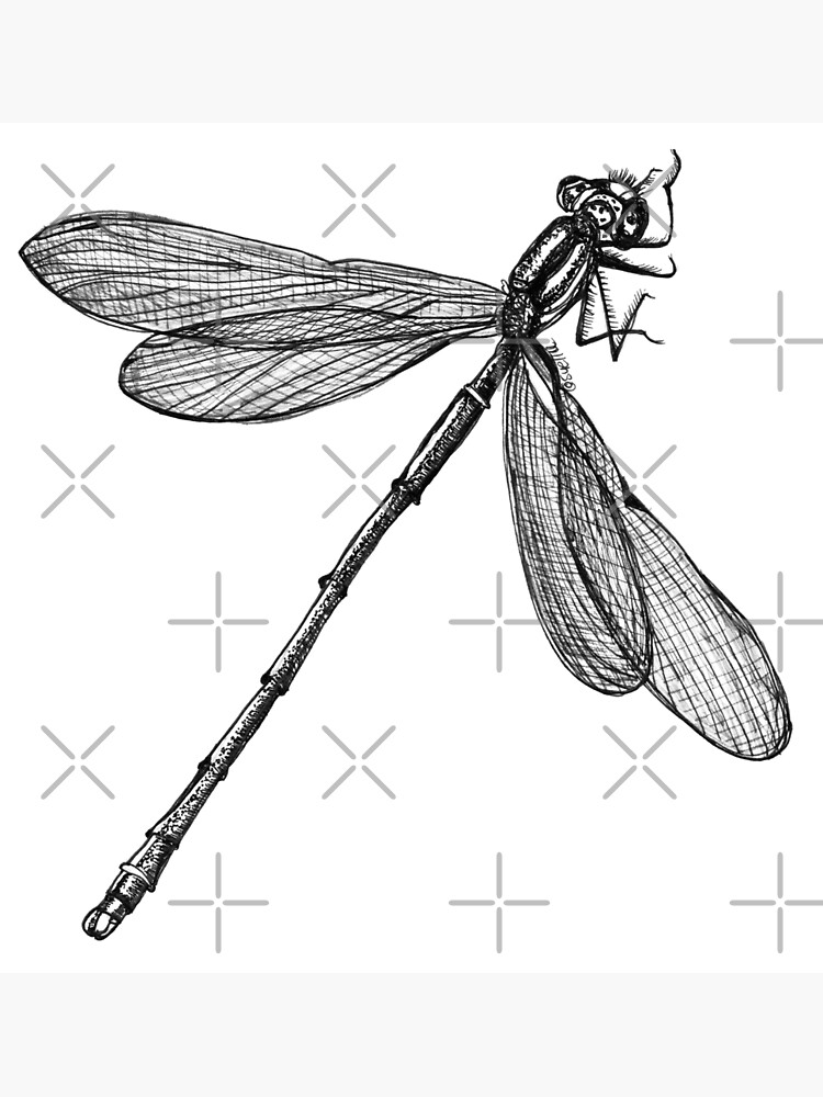 Eve the Dragonfly on the way up by Wildcard-Sue