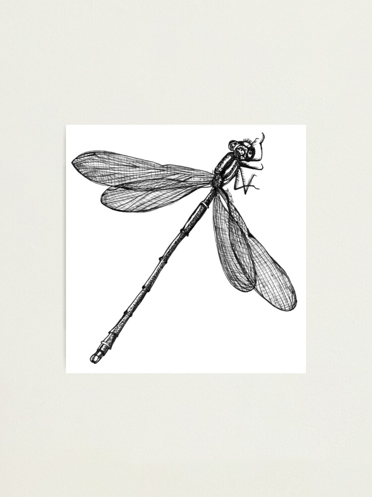 Alternate view of Eve the Dragonfly on the way up Photographic Print
