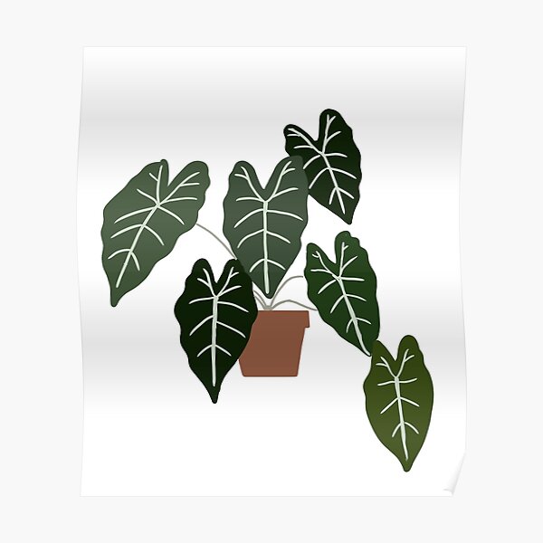 “alocasia” Poster by willowsbunnies | Redbubble