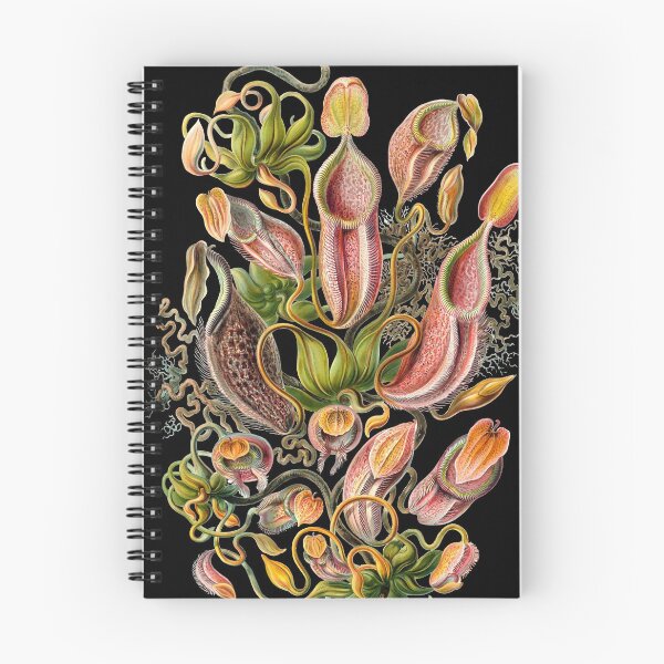 Item preview, Ernst Haeckel - Nepenthaceae - Formas de arte en la naturaleza - Reproducciones vintage designed and sold by vintagerepros.