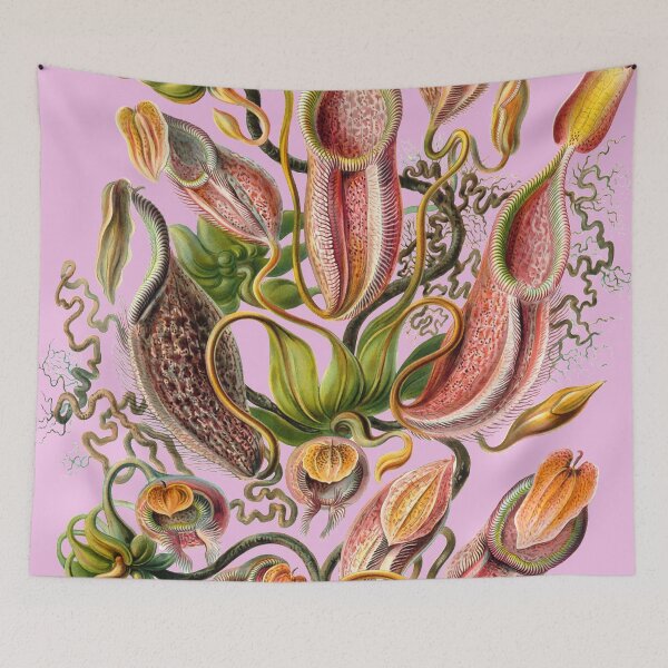 Item preview, Ernst Haeckel - Nepenthaceae - Art Forms in Nature - Vintage Reproductions designed and sold by vintagerepros.
