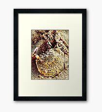 Tiger Look-A-Like? Framed Print