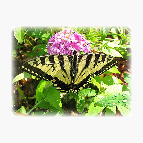 Item preview, Butterfly Snack designed and sold by sillyfrog.