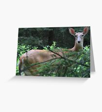 Bambi's Mom Greeting Card
