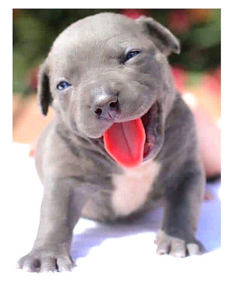 sweet pitbull puppies