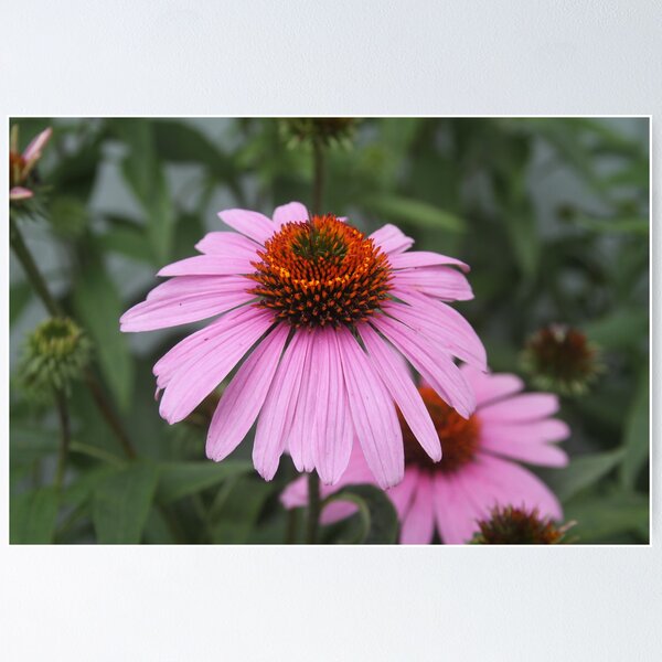 Item preview, Purple Cone Flower designed and sold by Judith A Cormeny.